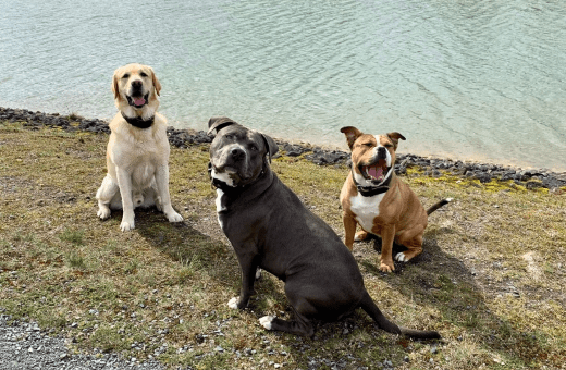 Drei glückliche Hunde am Elbe-Seitenkanal