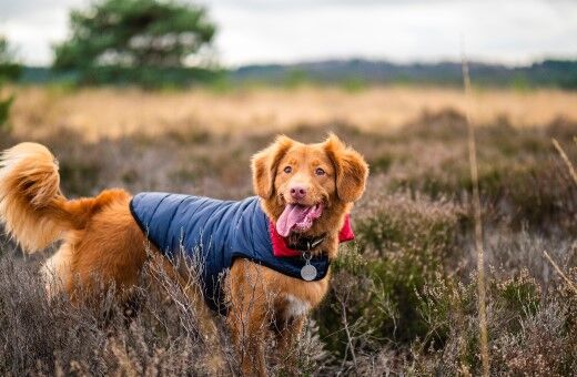 jamie-street-R3ugMRe2nVk-unsplash Hund in der Südheide