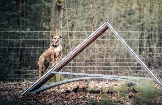 Hund im Hundefreilauf